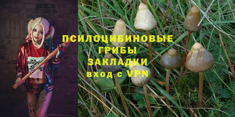 закладки  Данилов  Псилоцибиновые грибы Magic Shrooms 